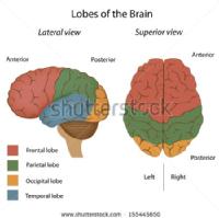 Lóbulos cerebrales