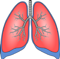 Pulmones