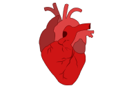 Resumen de los vasos sanguíneos delcuerpo humano y de las partes del corazón, que serán la base para la comprensión del sistema circulatorio.